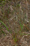 Bog yelloweyed grass